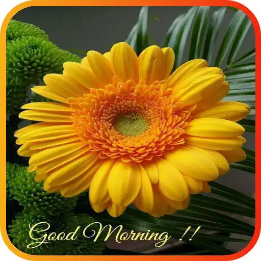 Run free android online Good Morning Flowers APK Run free android online Good Morning Flowers APK