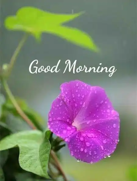 Play GoodMorning GoodNight GIF 2023  and enjoy GoodMorning GoodNight GIF 2023 with UptoPlay