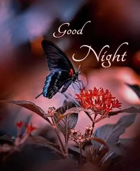 Play GoodMorning GoodNight GIF 2023 as an online game GoodMorning GoodNight GIF 2023 with UptoPlay