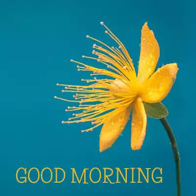 Play Good Morning Greetings