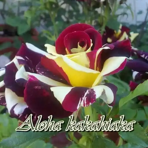 Play Good morning-Hawaiian APK