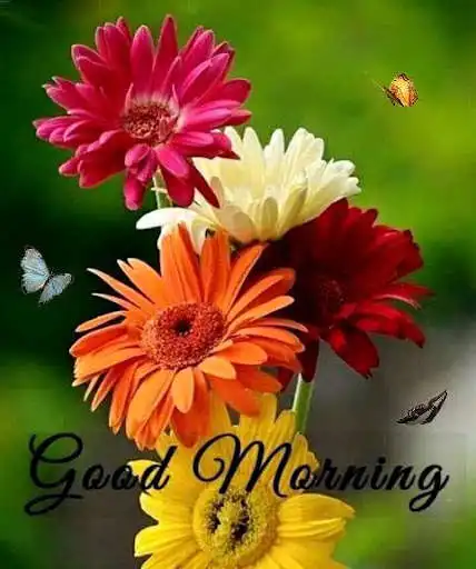 Play Good Morning Romantic Images Gif  and enjoy Good Morning Romantic Images Gif with UptoPlay