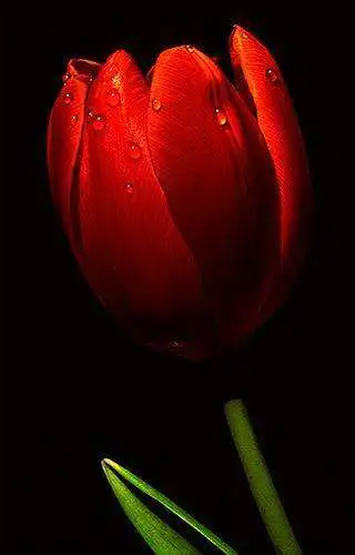 Play Good Morning ROSES GIFS  and enjoy Good Morning ROSES GIFS with UptoPlay