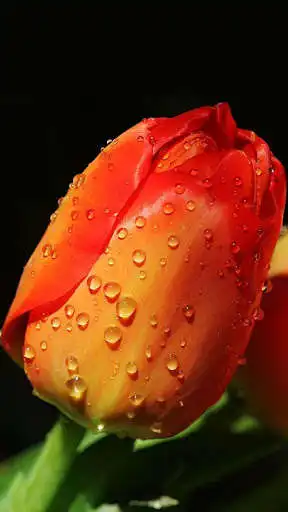Play Good Morning ROSES GIFS as an online game Good Morning ROSES GIFS with UptoPlay