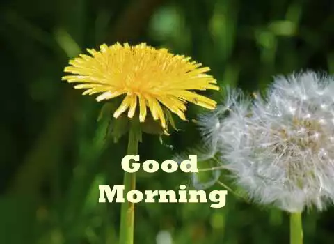 Play Good Morning Wish  and enjoy Good Morning Wish with UptoPlay
