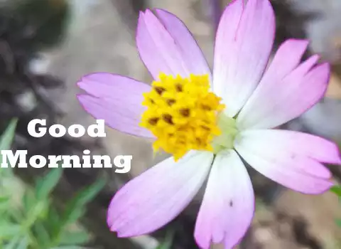Play Good Morning Wish as an online game Good Morning Wish with UptoPlay
