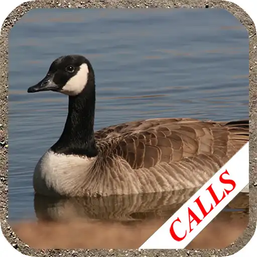 Free play online Goose Hunting Calls APK