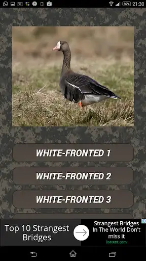 Play Goose Hunting Calls