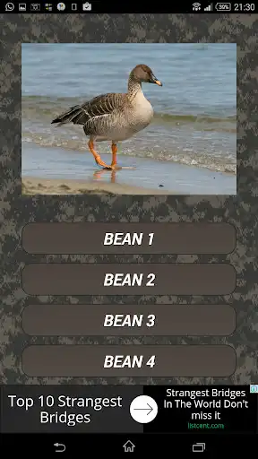 Play Goose Hunting Calls