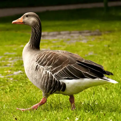 Play Goose Sounds Hunting calls APK Play Goose Sounds Hunting calls APK