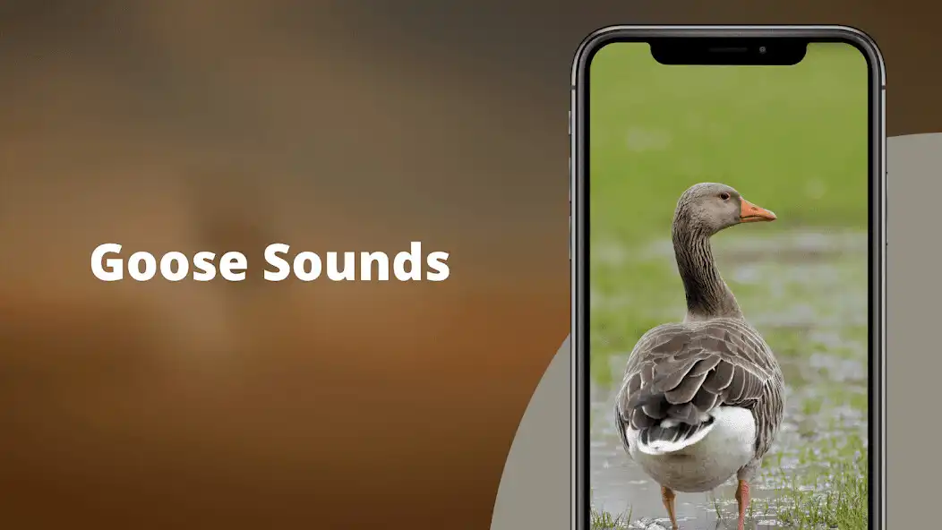 Play Goose Sounds  Hunting calls  and enjoy Goose Sounds  Hunting calls with UptoPlay