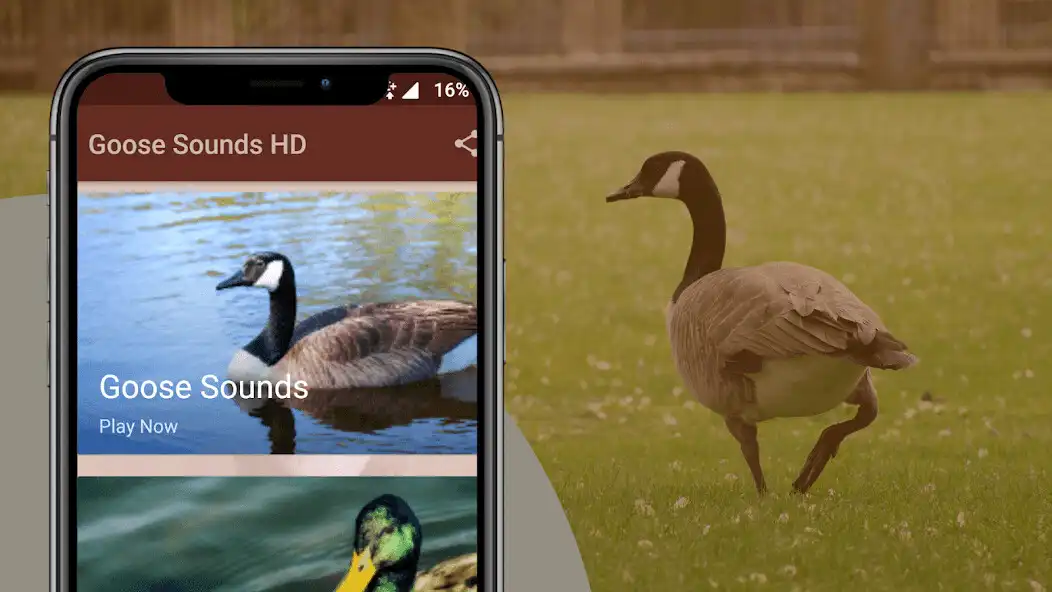 Play Goose Sounds  Hunting calls as an online game Goose Sounds  Hunting calls with UptoPlay