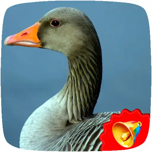 Play Goose Sounds APK Play Goose Sounds APK