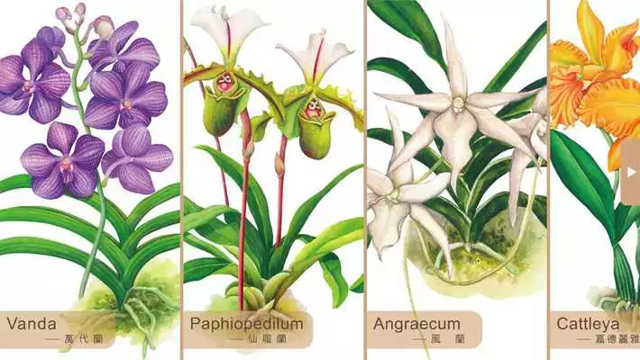 Play Gorgeous Garden