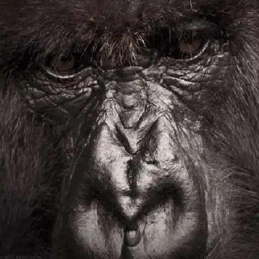Play Gorilla Eyes Live Wallpaper APK Play Gorilla Eyes Live Wallpaper APK