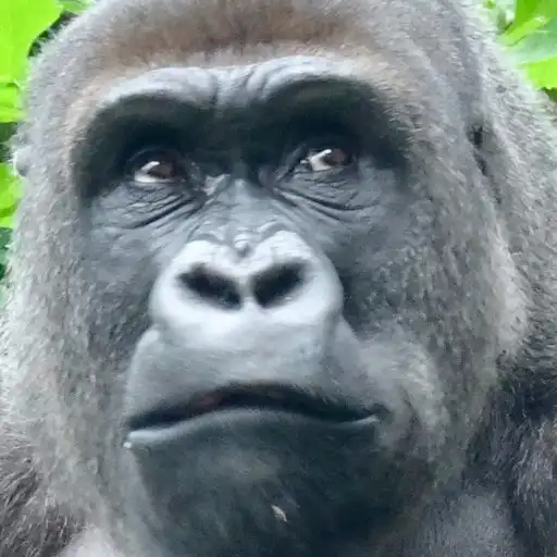 Play GORILLA SLOT INFINITY APK Play GORILLA SLOT INFINITY APK