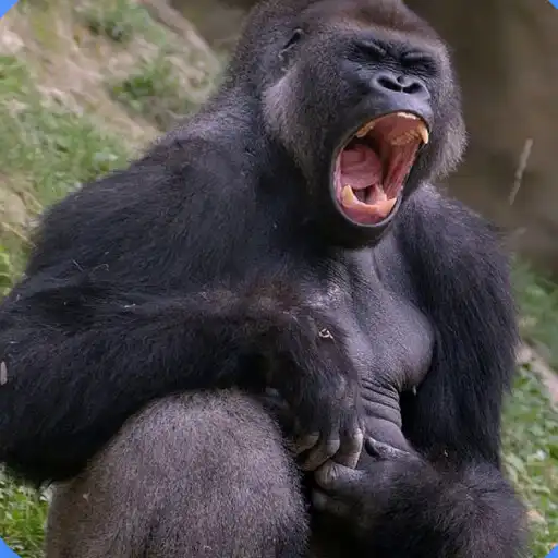 Play Gorilla Sounds 2022 APK