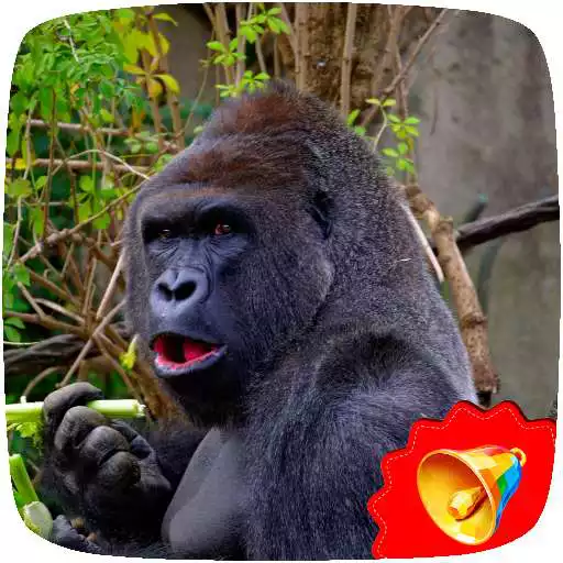 Play Gorilla Sounds APK Play Gorilla Sounds APK