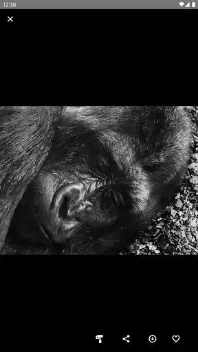 Play Gorilla Wallpaper and enjoy Gorilla Wallpaper with UptoPlay Play Gorilla Wallpaper and enjoy Gorilla Wallpaper with UptoPlay