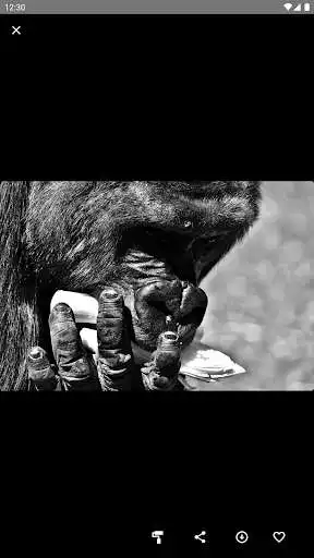 Play Gorilla Wallpaper as an online game online Gorilla Wallpaper with UptoPlay Play Gorilla Wallpaper as an online game Gorilla Wallpaper with UptoPlay