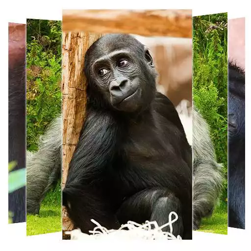 Play Gorilla Wallpapers APK