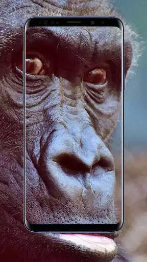 Play Gorilla Wallpapers as an online game Gorilla Wallpapers with UptoPlay
