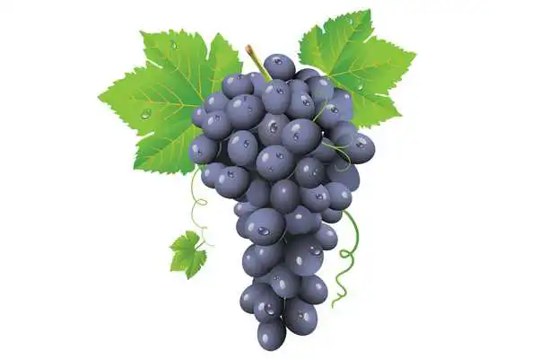 Play Grape Dialer
