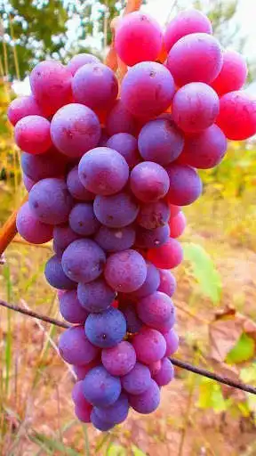 Play Grape Wallpapers  and enjoy Grape Wallpapers with UptoPlay