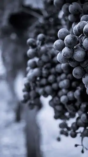 Play Grape Wallpapers as an online game Grape Wallpapers with UptoPlay