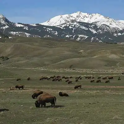 Play Grassland Wallpapers