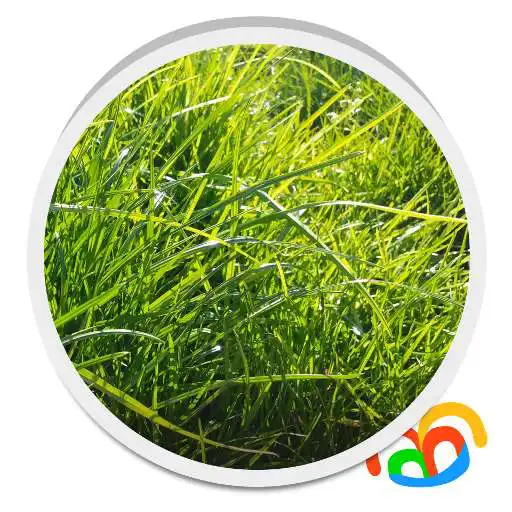 Free play online Grass Real Live Wallpaper  APK