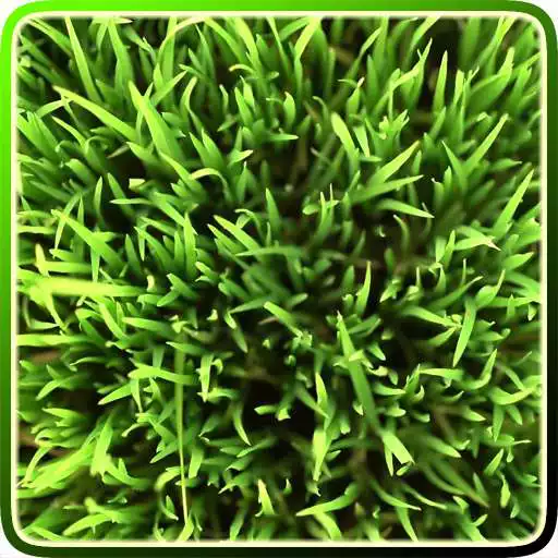 Play Grass Video Live Wallpaper APK