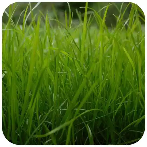 Play Grass wallpaper APK