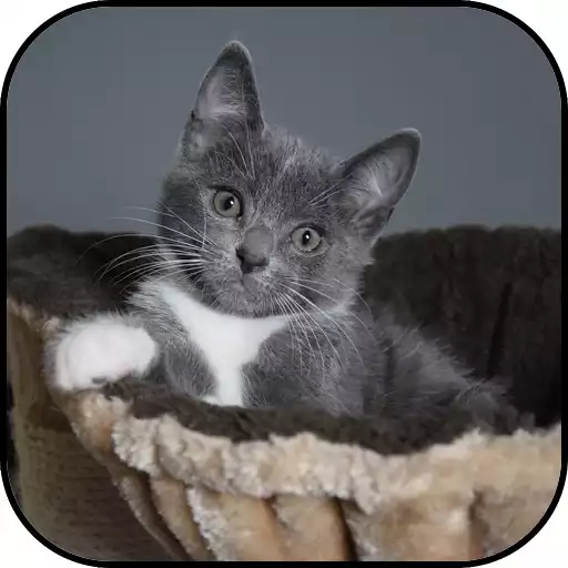 Play Gray Wallpapers APK Play Gray Wallpapers APK