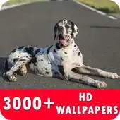 Free play online Great Dane Live Wallpapers HD APK Free play online Great Dane Live Wallpapers HD APK