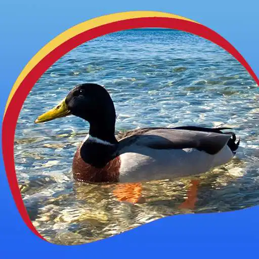 Free play online Great Ducks Live Wallpapers  APK