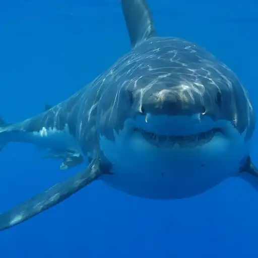 Play Great White Shark Soundboard APK
