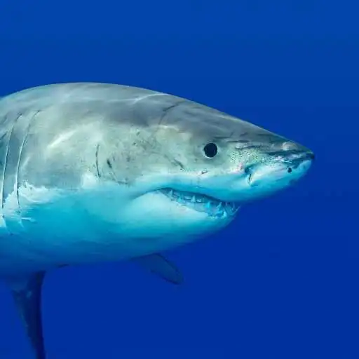 Play Great white shark Wallpaper APK