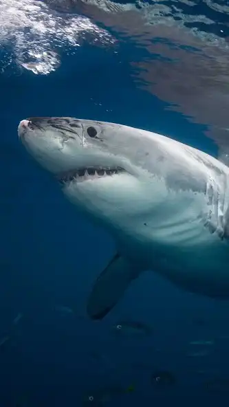 Play Great white shark Wallpaper  and enjoy Great white shark Wallpaper with UptoPlay