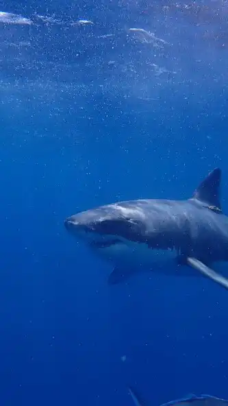 Play Great white shark Wallpaper as an online game Great white shark Wallpaper with UptoPlay