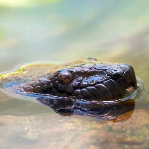 Play Green Anaconda Wallpaper APK