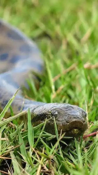 Play Green Anaconda Wallpaper  and enjoy Green Anaconda Wallpaper with UptoPlay