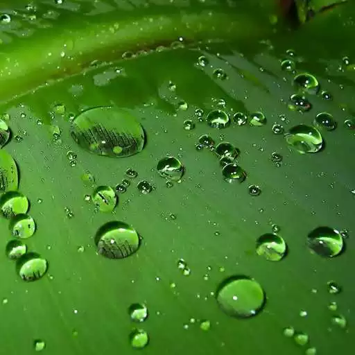 Play Green background APK