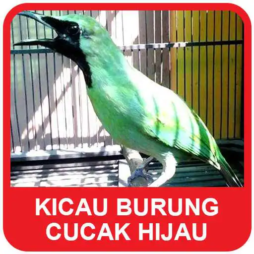 Run free android online Green bird cucak Sounds APK