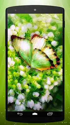 Play Green Butterfly Live Wallpaper