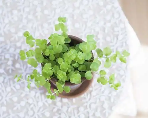 Play Greenery Herbs Wallpapers