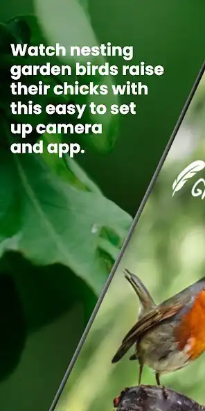 Play Green Feathers  and enjoy Green Feathers with UptoPlay