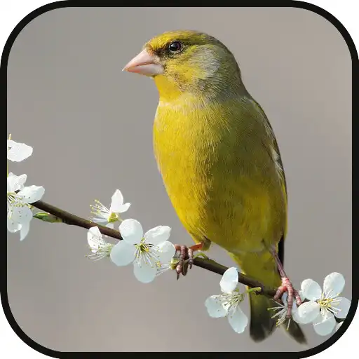 Play GreenFinch Singing APK Play GreenFinch Singing APK