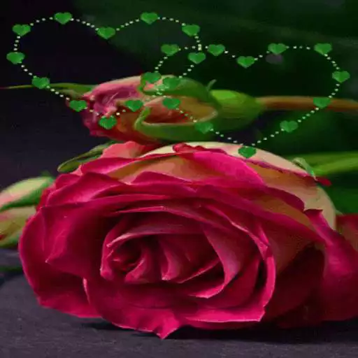 Free play online Green Heart Rose LWP APK Free play online Green Heart Rose LWP APK