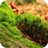 Free play online Greenish. Live wallpapers APK